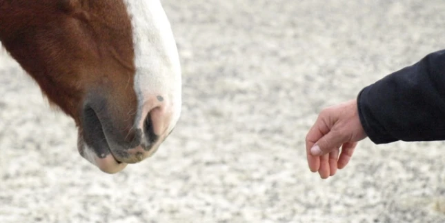 Pferd und Hand